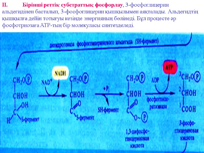 II. Бірінші реттік субстраттық фосфорлау, 3-фосфоглицерин альдегидінен басталып, 3-фосфоглицерин қышқылымен аяқталады. Альдегидтің қышқылға дейін